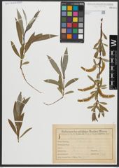 Foto von Salix alba L.